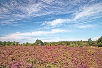 Lüneburger Heide