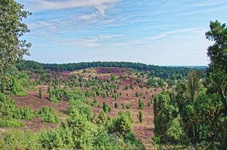 Lüneburger Heide