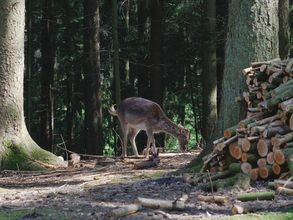 Damwild im Wald